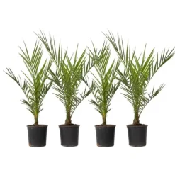 Kanariepalm - Set om 4 - Phoenix canariensis - Höjd 50-60cm - ⌀15cm