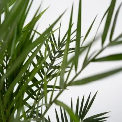 Kanariepalm - Set om 4 - Phoenix canariensis - Höjd 50-60cm - ⌀15cm