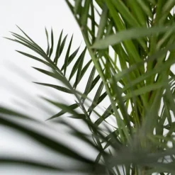 Kanariepalm - Set om 4 - Phoenix canariensis - Höjd 50-60cm - ⌀15cm