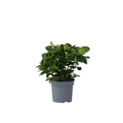 Outlet Kapjasmin - Gardenia jasminoides - Höjd 20-30cm - ⌀13cm Krukväxter Inomhus