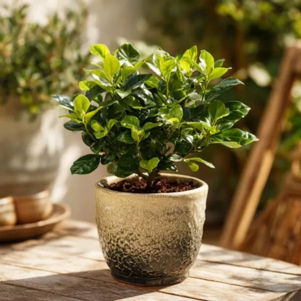Outlet Kapjasmin - Gardenia jasminoides - Höjd 20-30cm - ⌀13cm Krukväxter Inomhus