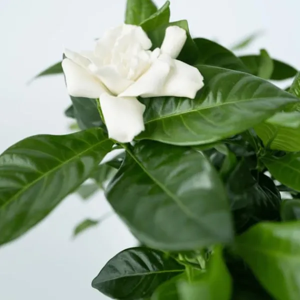 Outlet Kapjasmin - Gardenia jasminoides - Höjd 20-30cm - ⌀13cm Krukväxter Inomhus