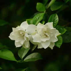 Outlet Kapjasmin - Gardenia jasminoides - Höjd 20-30cm - ⌀13cm Krukväxter Inomhus