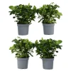Kapjasmin - Set om 4 - Gardenia jasminoides - Höjd 20-30cm - ⌀13cm