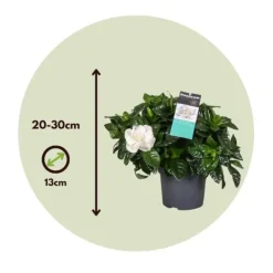 Kapjasmin - Set om 2 - Gardenia jasminoides - Höjd 20-30cm - ⌀13cm