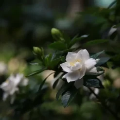 Kapjasmin - Set om 2 - Gardenia jasminoides - Höjd 20-30cm - ⌀13cm