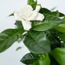 Kapjasmin - Set om 2 - Gardenia jasminoides - Höjd 20-30cm - ⌀13cm