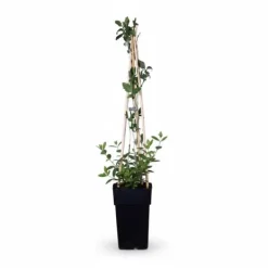 Clearance Kaprifol 'Serotina' - 65 cm - Kruka Ø15 cm Trädgårdsväxter