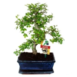 Best Kinesisk Bonsai - Ulmus parviflora - ca. 8 år Träd