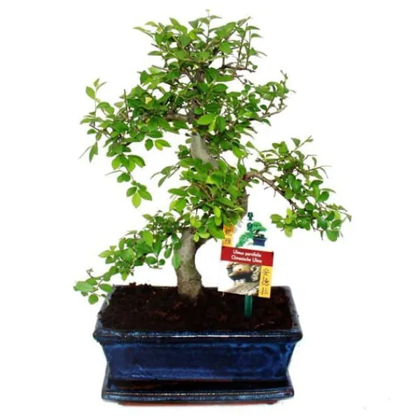 Best Kinesisk Bonsai - Ulmus parviflora - ca. 8 år Träd