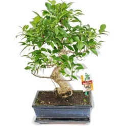 Kinesisk fikonbonsai - Ficus retusa - ca. 10 år Krukväxter Inomhus