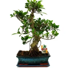 Kinesisk Fikus Bonsai - Ficus retusa - ca. 12-15 år