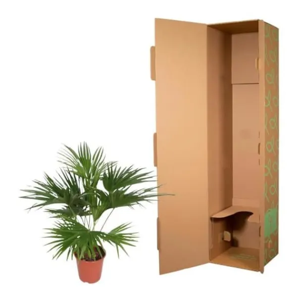 Clearance Kinesisk parasollpalma - Livistona chinensis - Grön växt - höjd ca. 150cm Krukväxter Inomhus