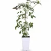 Discount Kinesisk Vildvin Parthenocissus Henryana - Krukstorlek Ø15 cm, Höjd ca 65 cm Trädgårdsväxter