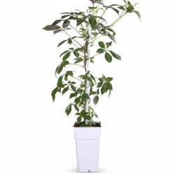Discount Kinesisk Vildvin Parthenocissus Henryana - Krukstorlek Ø15 cm, Höjd ca 65 cm Trädgårdsväxter