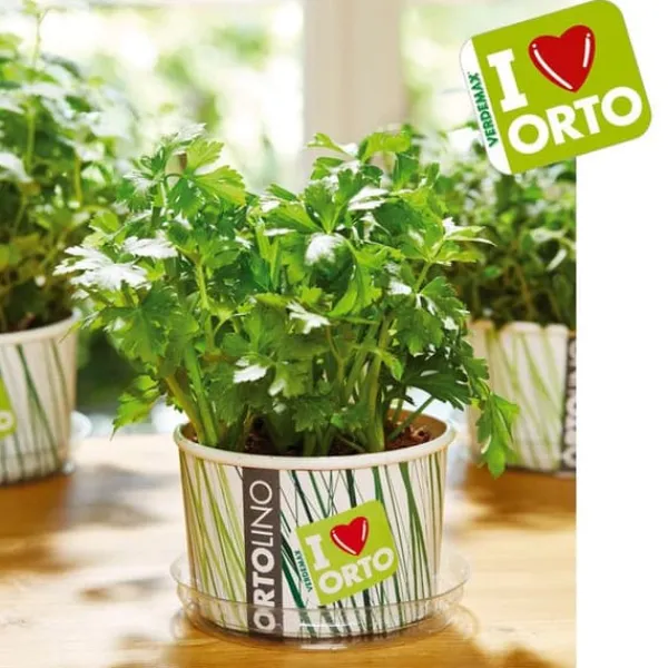 KIT ORTOLINO GRÖNMAJG PREZZEMOLO VERDEMAX TRÄDGÅRD FRÖ I KÖKET GÖR DET SJÄLV BÄRBAR Kit För Växt- & Örtplantering