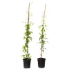 Clearance Klematis - 2 st - Clematis 'Hagley Hybrid' - Höjd 100-120cm - ⌀17cm Trädgårdsväxter