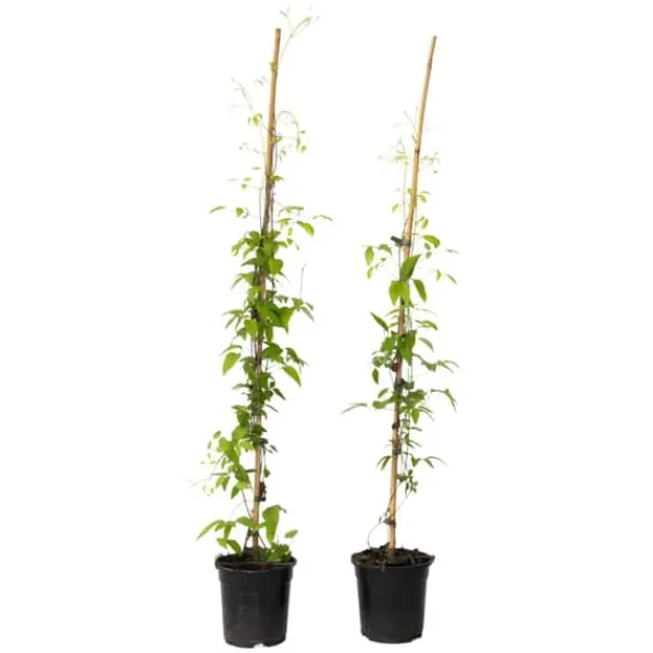 Clearance Klematis - 2 st - Clematis 'Hagley Hybrid' - Höjd 100-120cm - ⌀17cm Trädgårdsväxter