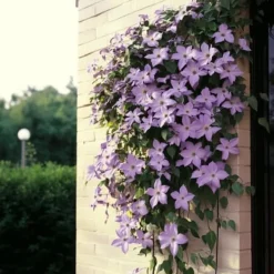 Clearance Klematis - 2 st - Clematis 'Hagley Hybrid' - Höjd 100-120cm - ⌀17cm Trädgårdsväxter
