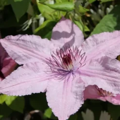 Clearance Klematis - 2 st - Clematis 'Hagley Hybrid' - Höjd 100-120cm - ⌀17cm Trädgårdsväxter