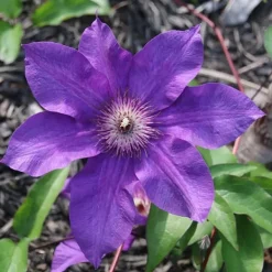 Klematis - 2 st - Clematis 'The President' - Höjd 100-120cm - ⌀17cm