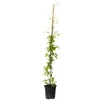 Discount Klematis - Clematis 'Hagley Hybrid' - Höjd 100-120cm - ⌀17cm Trädgårdsväxter