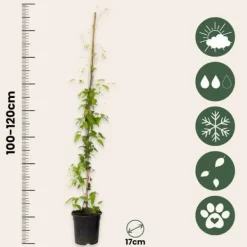Discount Klematis - Clematis 'Hagley Hybrid' - Höjd 100-120cm - ⌀17cm Trädgårdsväxter