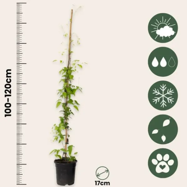 Discount Klematis - Clematis 'Hagley Hybrid' - Höjd 100-120cm - ⌀17cm Trädgårdsväxter
