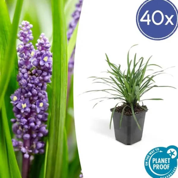 New Klockhyacint - Liljegräs - Liriope muscari 'Moneymaker' - Kruka på 9 cm - Set med 40 växter Trädgårdsväxter