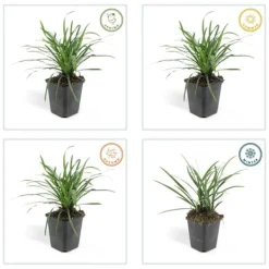 New Klockhyacint - Liljegräs - Liriope muscari 'Moneymaker' - Kruka på 9 cm - Set med 40 växter Trädgårdsväxter