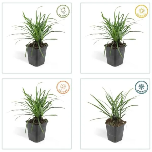 New Klockhyacint - Liljegräs - Liriope muscari 'Moneymaker' - Kruka på 9 cm - Set med 40 växter Trädgårdsväxter