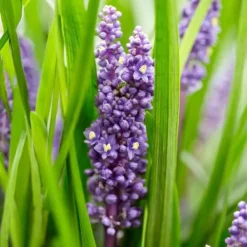 New Klockhyacint - Liljegräs - Liriope muscari 'Moneymaker' - Kruka på 9 cm - Set med 40 växter Trädgårdsväxter