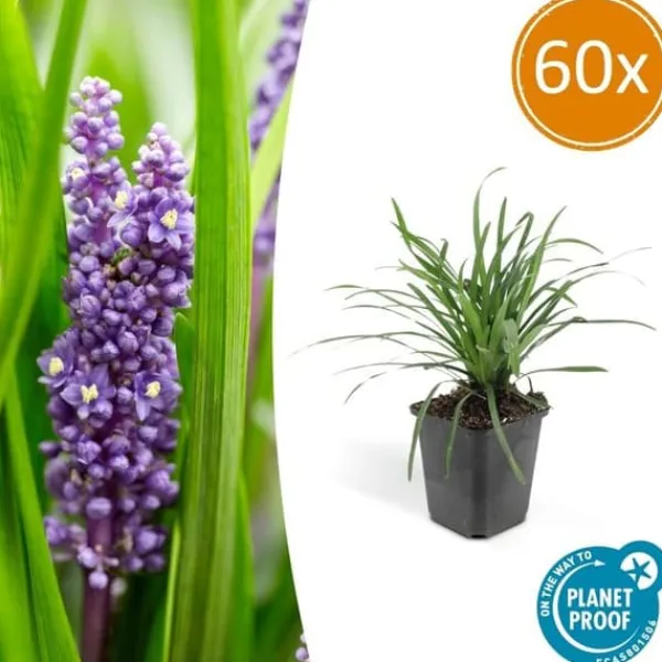 Outlet Klocklilja - Liljegräs - Liriope muscari 'Moneymaker' - 9 cm kruka - Set med 60 växter Trädgårdsväxter