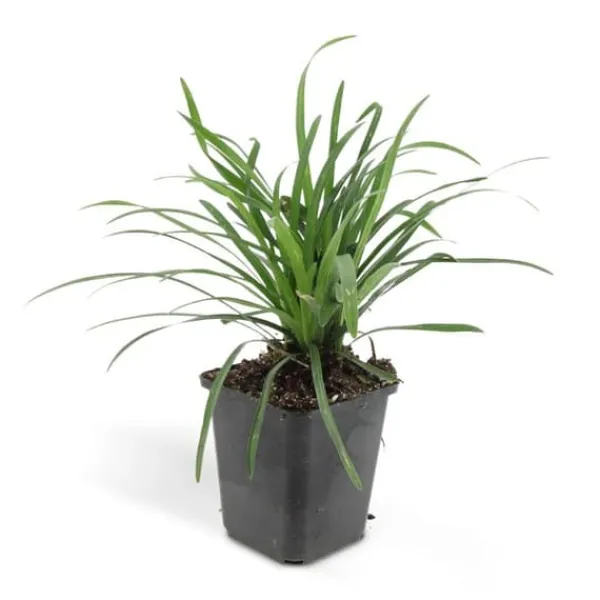Outlet Klocklilja - Liljegräs - Liriope muscari 'Moneymaker' - 9 cm kruka - Set med 60 växter Trädgårdsväxter