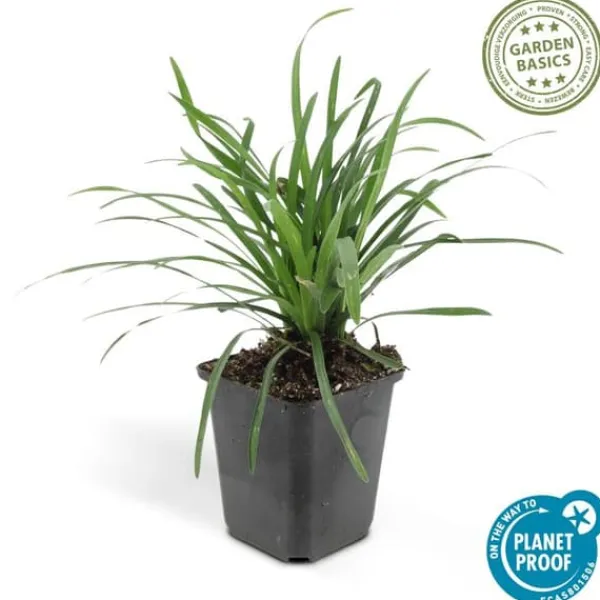Outlet Klocklilja - Liljegräs - Liriope muscari 'Moneymaker' - 9 cm kruka - Set med 60 växter Trädgårdsväxter
