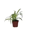 Klorofytum - Chlorophytum comosum 'Atlantic' - Höjd 25-40cm - Pot 12cm