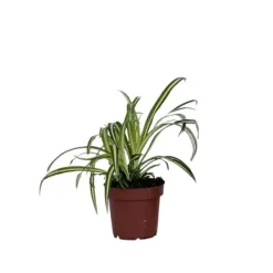 Klorofytum - Chlorophytum comosum 'Atlantic' - Höjd 25-40cm - Pot 12cm