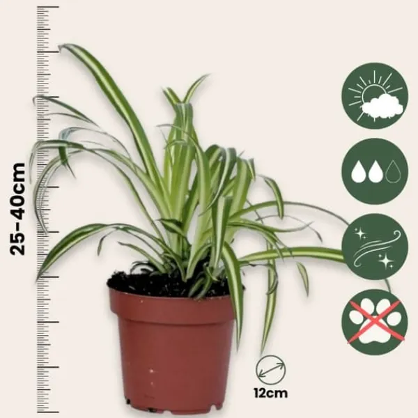 Klorofytum - Chlorophytum comosum 'Atlantic' - Höjd 25-40cm - Pot 12cm