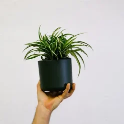 Klorofytum - Chlorophytum comosum 'Atlantic' - Höjd 25-40cm - Pot 12cm