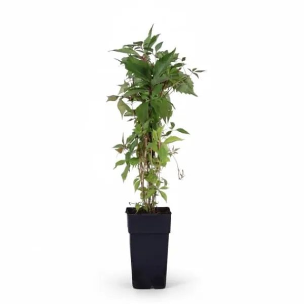 Clearance Klätterväxt Engelmannii - Murgröna, Kruka Ø15 cm Trädgårdsväxter