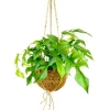 Kokodama - Fönsterblad i XL-kokodama-kärl för hängning - Monstera minima - ca. 17cm