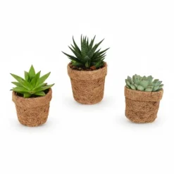 Kokopot String Succulent Mix - 3-pack, Ø10cm, Höjd ca 15cm