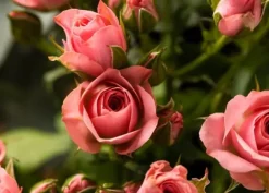 Hot KRISTALLGÖDNING FÖR ROSOR FORTEFOSKA CRYSTAL 250G MYCKET EFFEKTIV Gödningsmedel