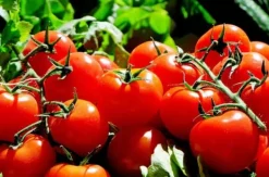 KRISTALLGÖDNINGSMEDEL FÖR TOMATER OCH PAPRIKA FORTEFOSKA KRISTALL 250G EFFEKTIV