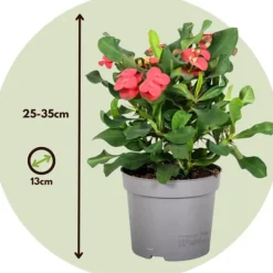 Kristi tornekrone - Euphorbia 'Milii' - Höjd 25-35cm - ⌀13cm