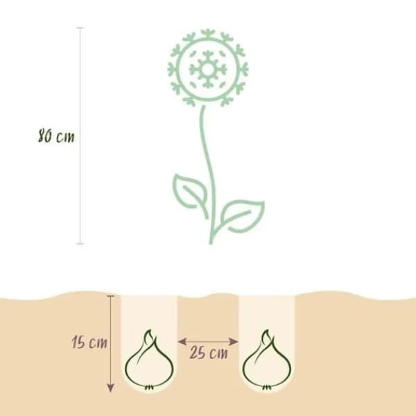 Kärna av exotism blomsterlök - Prydgarlök Allium Miami (15 stycken) diameter 10-11cm