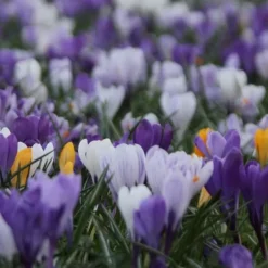 Krokuslökor - Set om 30 - Crocus 'Large Flowering Mix' - Blomlökar - Flerfärgad