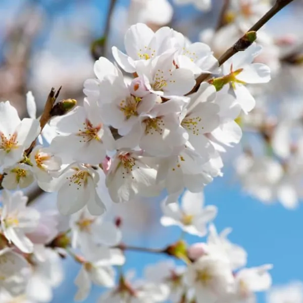 Körsbärsträd - Prunus avium - Sötkörsbär - Höjd 90-110cm - ⌀23cm