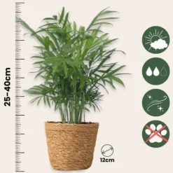 Krukväxtset i dekorativ korg - Set med 4 - Höjd 25-40cm - ⌀12cm