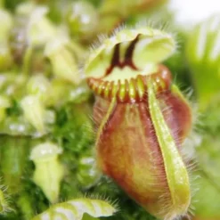 Discount Köttätande växt - dvärgtopp - Cephalotus follicularis - 9 cm kruka - sällsynthet Krukväxter Inomhus